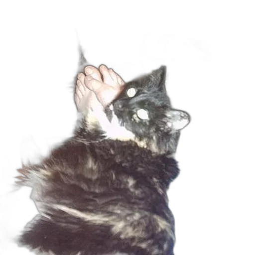 animal, creature, staff, weapon transparent PNG cut-out