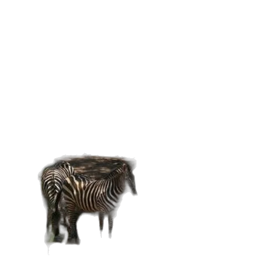 animal, creature, hair, furniture transparent PNG cut-out