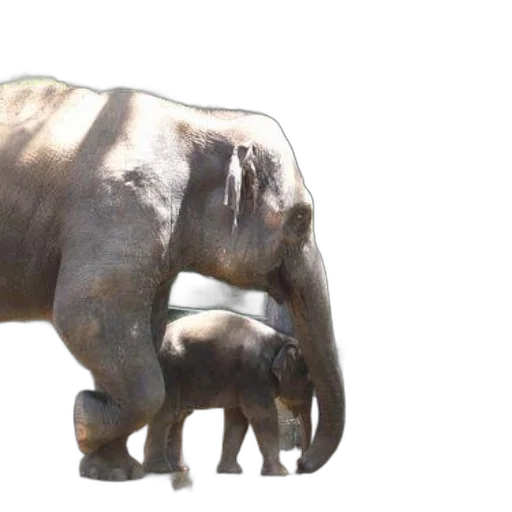 animal, creature, weapon, 3d render transparent PNG cut-out