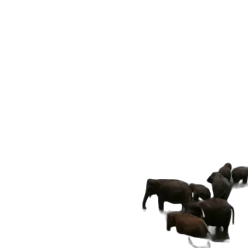 animal, furniture, weapon, creature transparent PNG cut-out