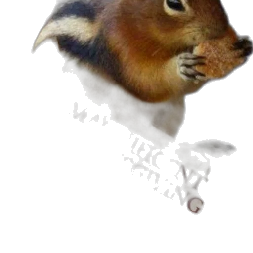 animal, staff, creature, dragon transparent PNG cut-out