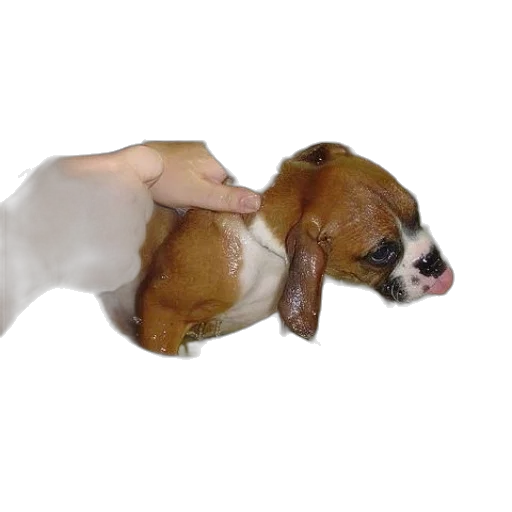 animal, staff, creature, weapon transparent PNG cut-out