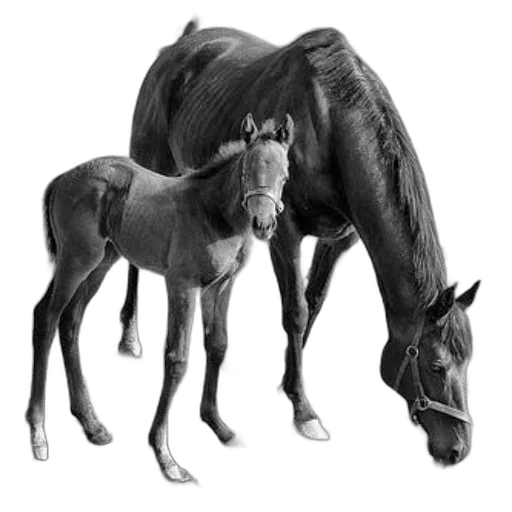 animal, creature, photorealistic, pencil sketch transparent PNG cut-out