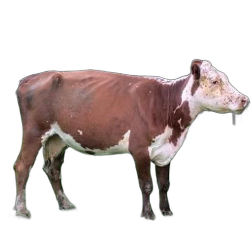 animal, creature, food, jewelry transparent PNG cut-out