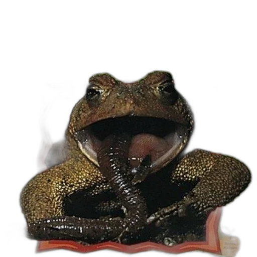 staff, animal, hat, jewelry transparent PNG cut-out