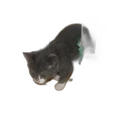 staff, animal, creature, weapon transparent PNG cut-out