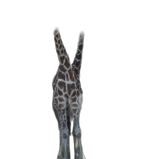 animal, shoes, staff, creature transparent PNG cut-out