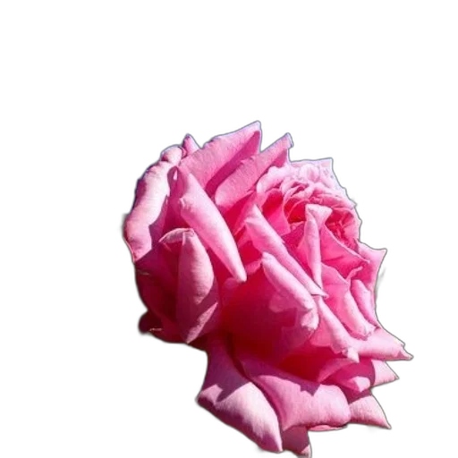crown, flower, face, mask transparent PNG cut-out