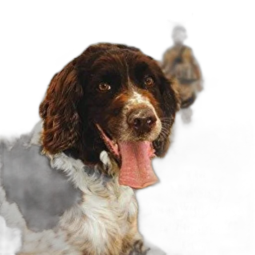 animal, staff, photorealistic, oil painting transparent PNG cut-out