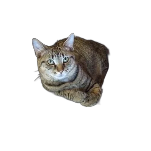 animal, creature, staff, hat transparent PNG cut-out