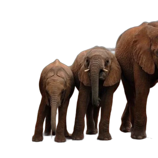 animal, 3d render, family, elephants transparent PNG cut-out