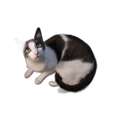 animal, creature, staff, hat transparent PNG cut-out