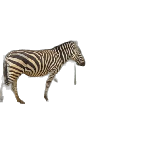 animal, creature, furniture, hat transparent PNG cut-out
