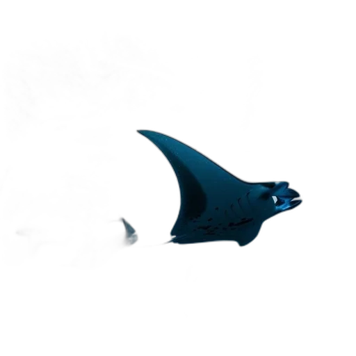 dragon, umbrella, animal, creature transparent PNG cut-out