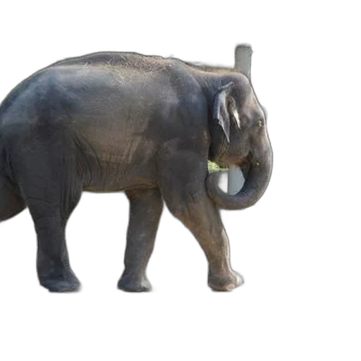 animal, creature, weapon, staff transparent PNG cut-out
