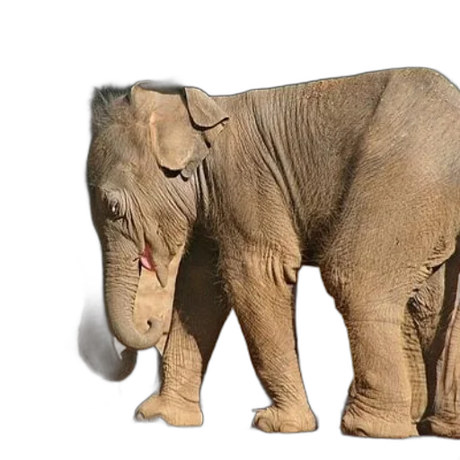 animal, creature, weapon, staff transparent PNG cut-out