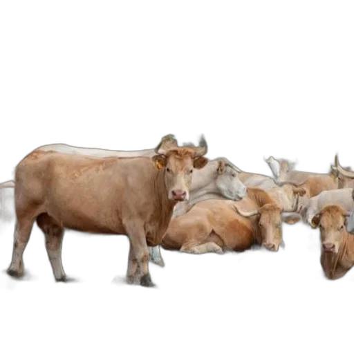 animal, food, photorealistic, concept art transparent PNG cut-out