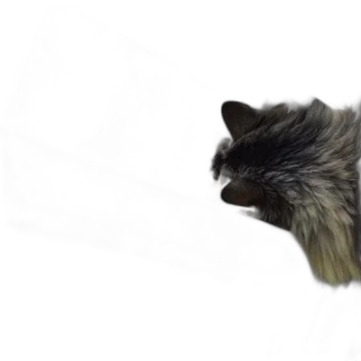 hair, animal, creature, staff transparent PNG cut-out