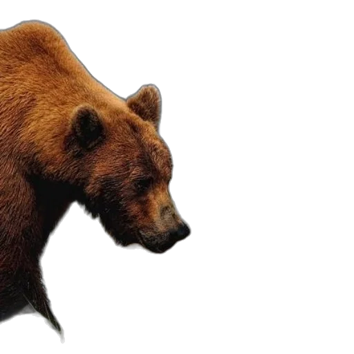 animal, creature, face, photorealistic transparent PNG cut-out