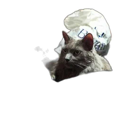 hat, animal, crown, creature transparent PNG cut-out