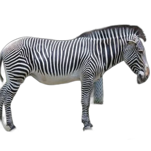 animal, creature, jewelry, staff transparent PNG cut-out