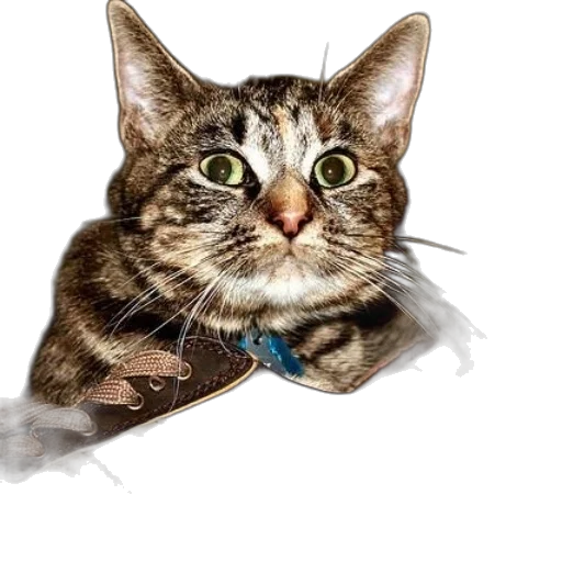 staff, animal, creature, face transparent PNG cut-out