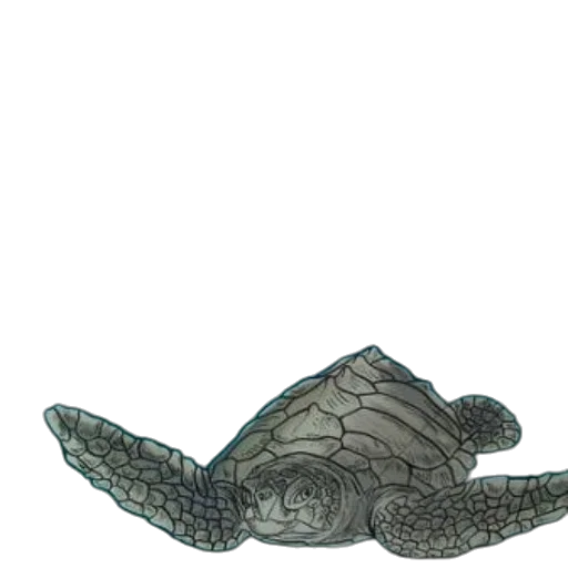 animal, creature, hat, jewelry transparent PNG cut-out