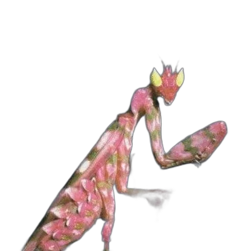 staff, creature, animal, dress transparent PNG cut-out