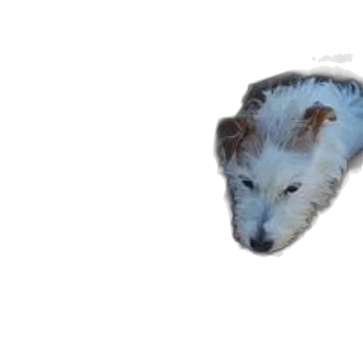 animal, hair, creature, hat transparent PNG cut-out