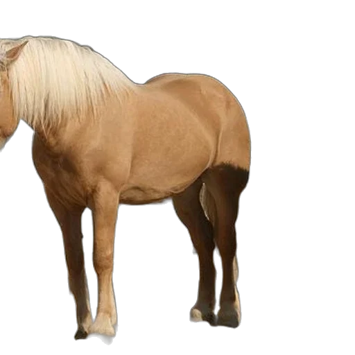 animal, hair, creature, hat transparent PNG cut-out