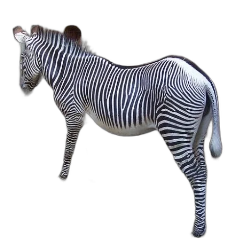 animal, creature, jewelry, staff transparent PNG cut-out