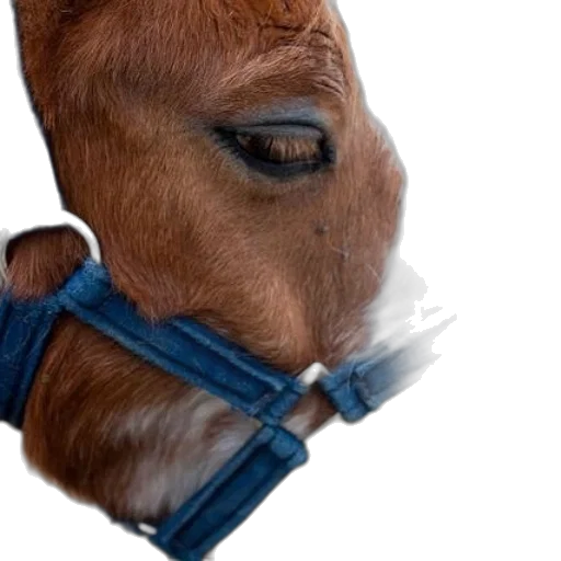 animal, mask, face, hat transparent PNG cut-out