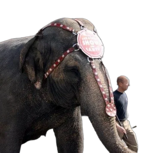jewelry, animal, staff, creature transparent PNG cut-out