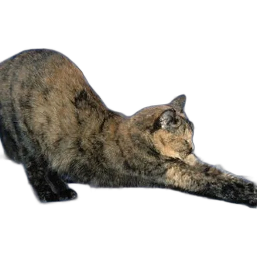 animal, staff, creature, weapon transparent PNG cut-out