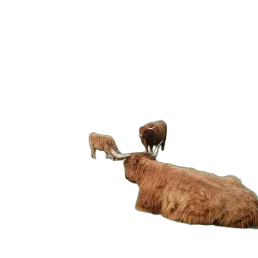 animal, hair, creature, furniture transparent PNG cut-out