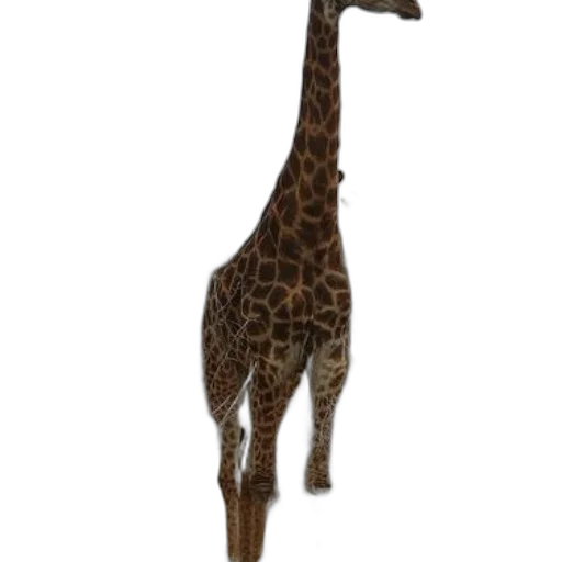 animal, creature, staff, weapon transparent PNG cut-out