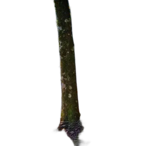 staff, sword, weapon, tree transparent PNG cut-out