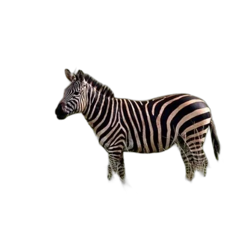 animal, creature, jewelry, furniture transparent PNG cut-out