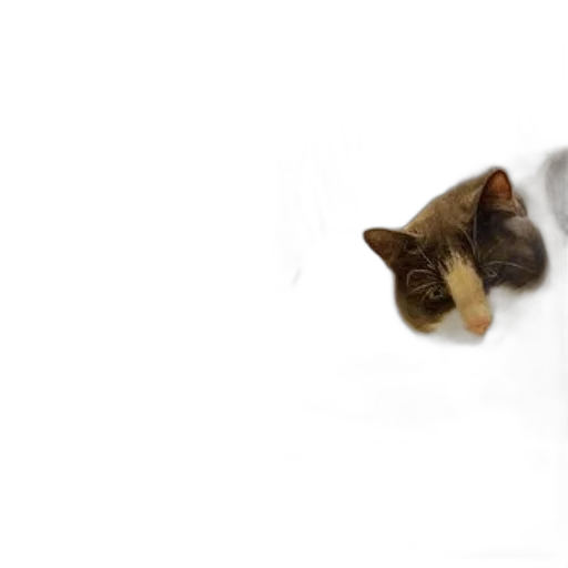 animal, creature, face, staff transparent PNG cut-out