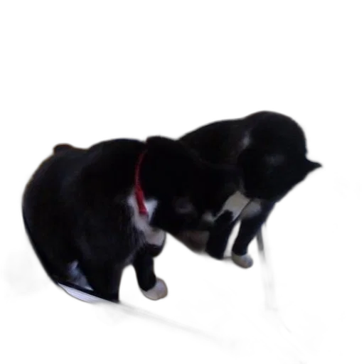 staff, animal, creature, 3d render transparent PNG cut-out