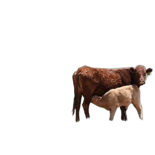 animal, food, hair, furniture transparent PNG cut-out