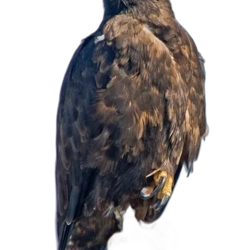 animal, staff, face, creature transparent PNG cut-out