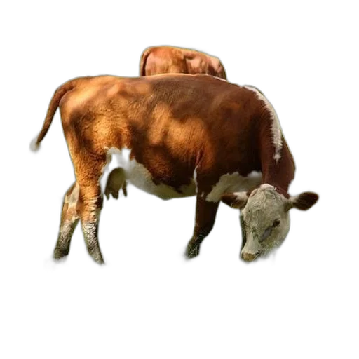 animal, creature, food, weapon transparent PNG cut-out