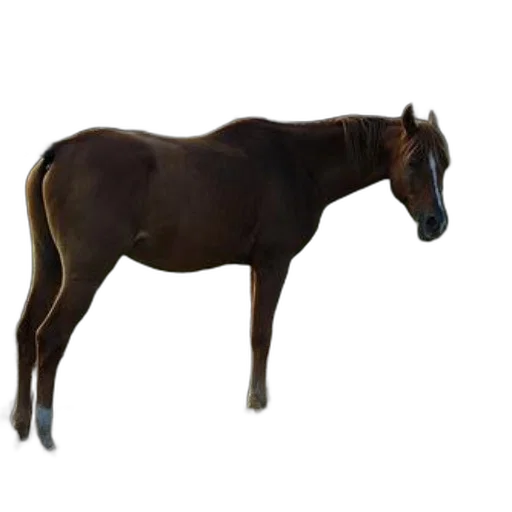 animal, staff, creature, furniture transparent PNG cut-out