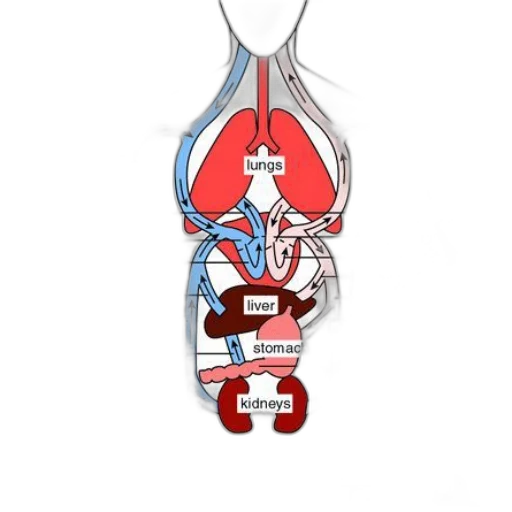 staff, crown, jacket, detailed transparent PNG cut-out