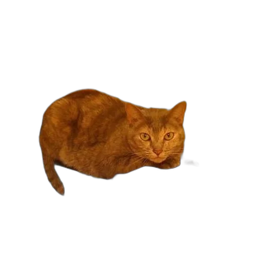 animal, creature, food, hat transparent PNG cut-out