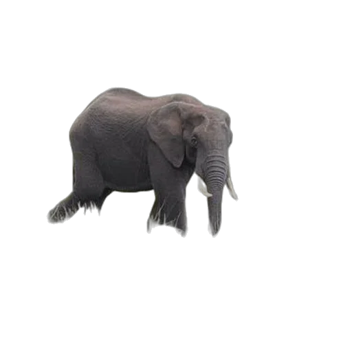 animal, creature, hat, staff transparent PNG cut-out