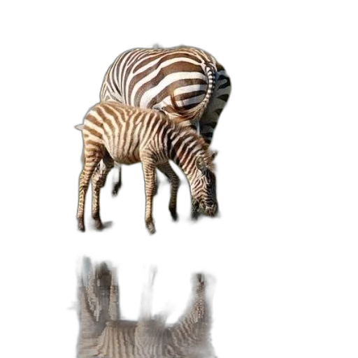 animal, creature, furniture, robot transparent PNG cut-out