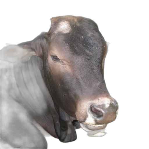 animal, mask, face, food transparent PNG cut-out