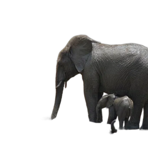 animal, creature, staff, 3d render transparent PNG cut-out